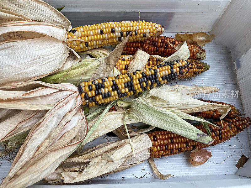 硬纸盒的图像燧石玉米穗轴(Zea mays var. indurata)与剥落的壳，五颜六色的内核，高架视图